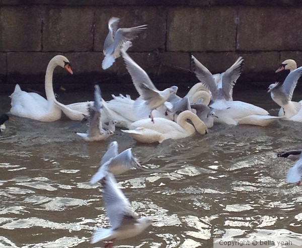 swans versus gulls!