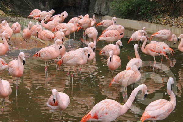Pink Pond