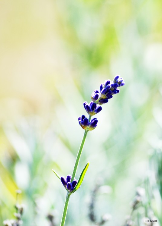 Intensity - Lavender in the Field