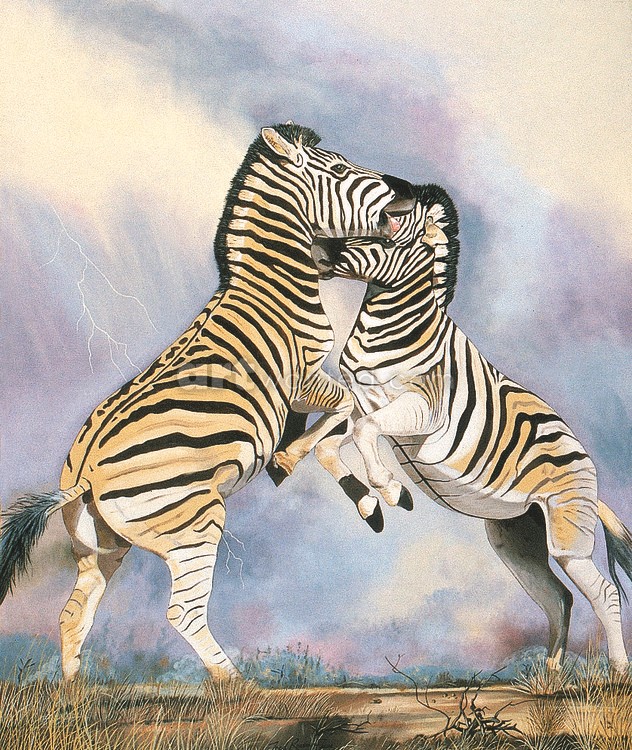 Fred Rousseau -Sparring  Zebras