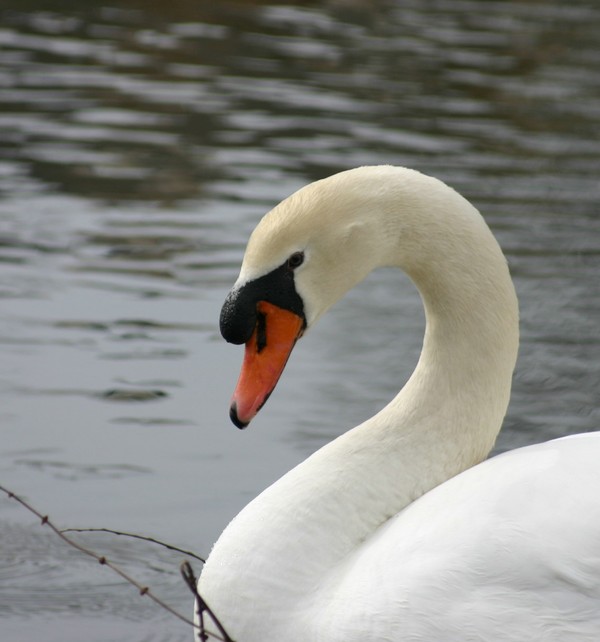 swan close up