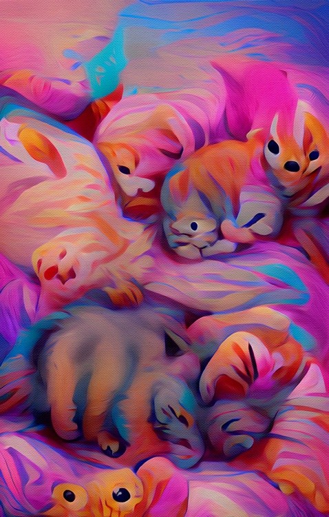 Cute Fluffy Kittens