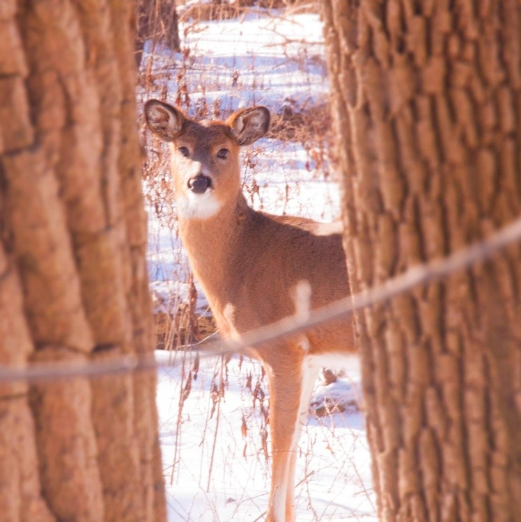 Fawn in winter 