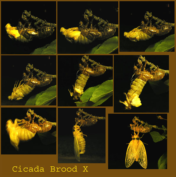 Cicada Brood X transformations in photo