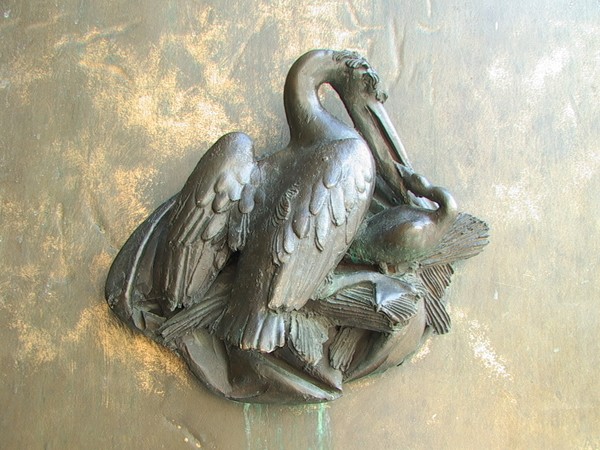 333. A pelican for Loredana...