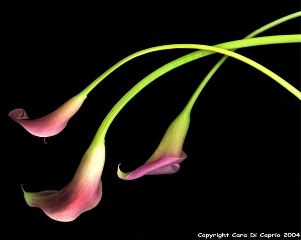 Calla Lillies 002