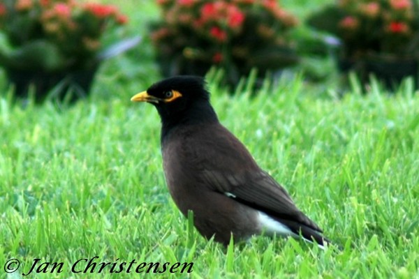 Hawaiian Black Bird