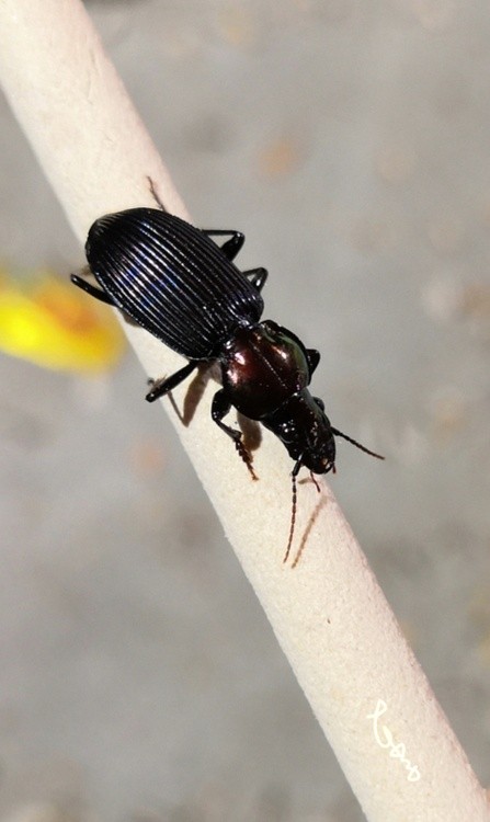 Unknown Beetle