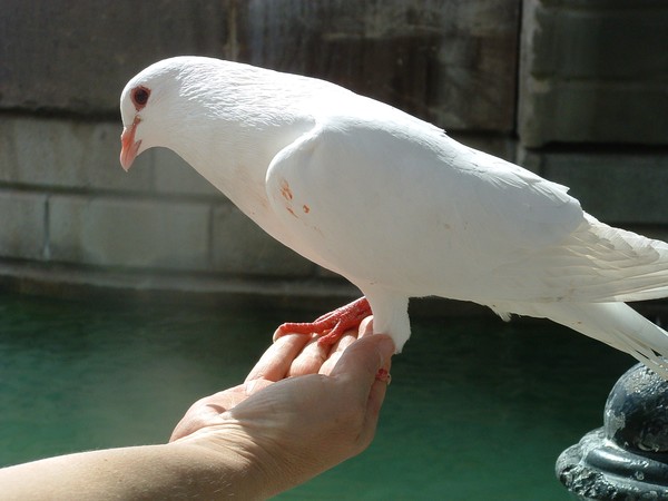 Bird in the Hand