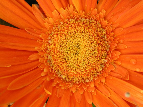 Orange Daisies