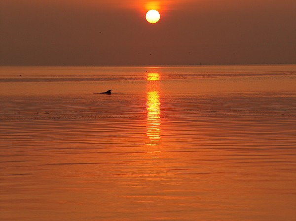 TWO DOLPHINS AT SUNRISE
