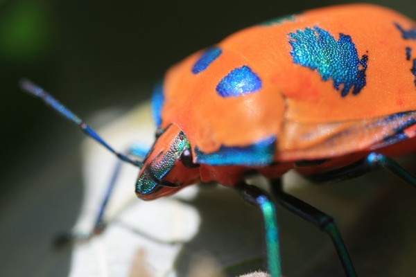 Beautiful beetle in a beautiful world