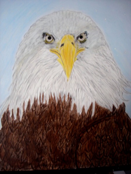 BALD EAGLE