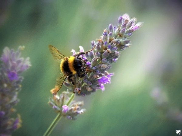 BEE ON LAVENDER