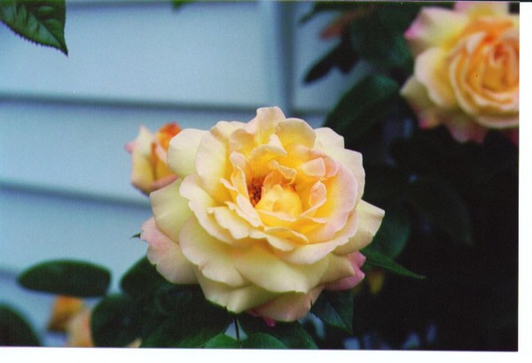 my mom's   Yellow Rose