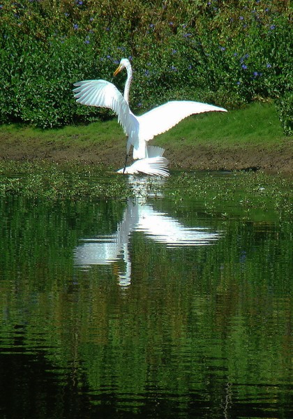 Heron White Phase 