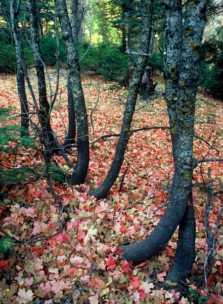 Walking Trees