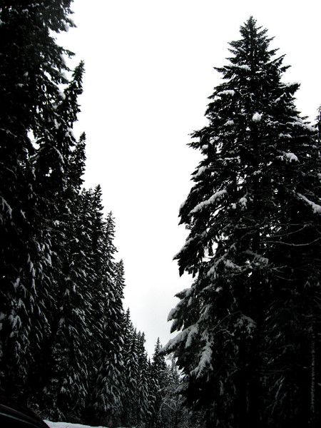 Tall Snowy Trees