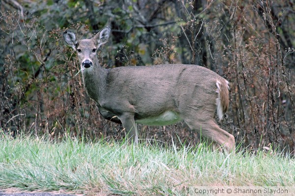 Beautiful Deer on the Blue Ridge Parkway