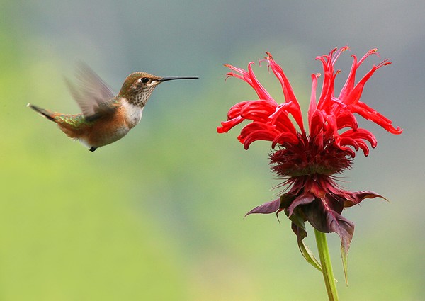 Rufous Hummingbird and Bee Balm
