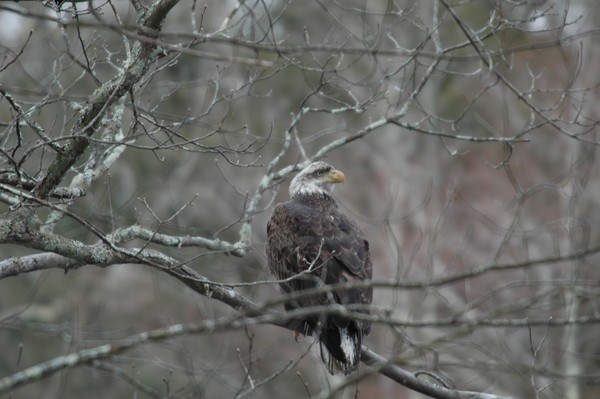 Young Adult Eagle