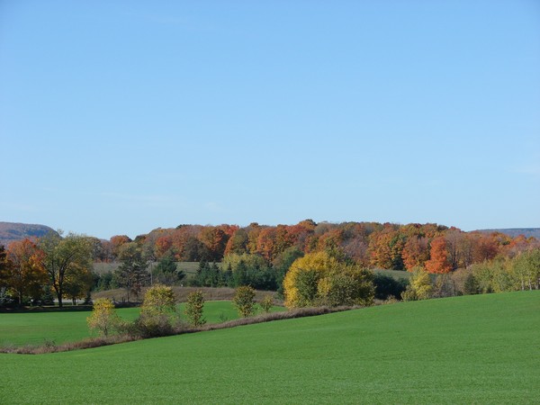 Fall Fields