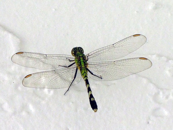 Dragonfly 3/27/2012