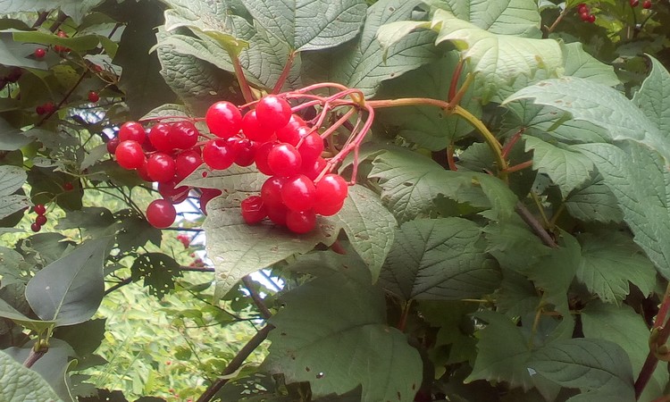 Tea berries