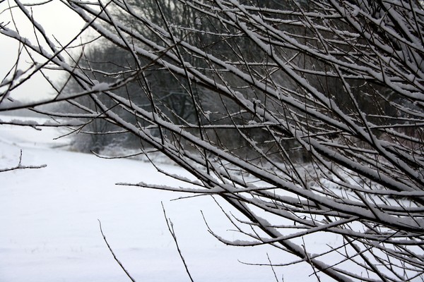 Winter branches