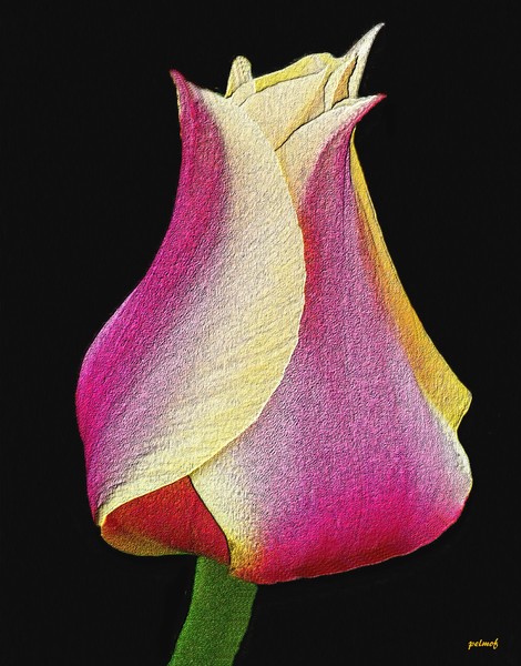 Varigated Tulip Portrait