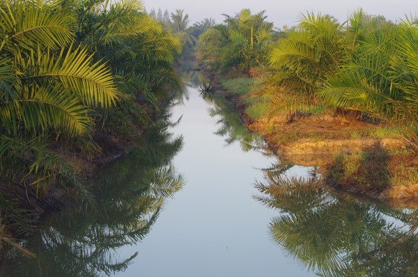 Palm Oil Land