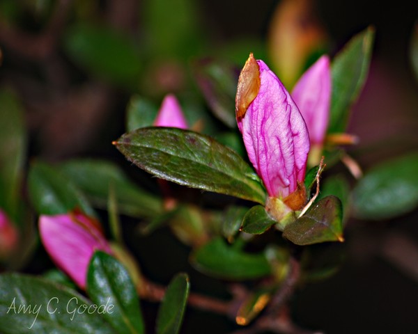 Budding Azalea