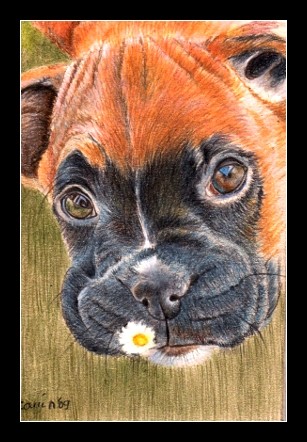 NC ART OSWOA boxer dog puppy