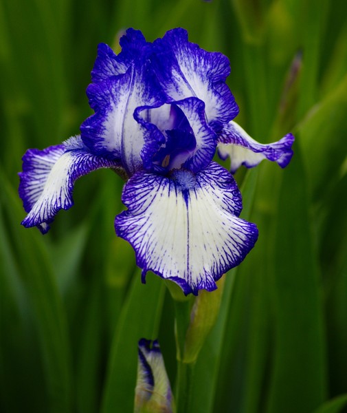 Bearded Iris