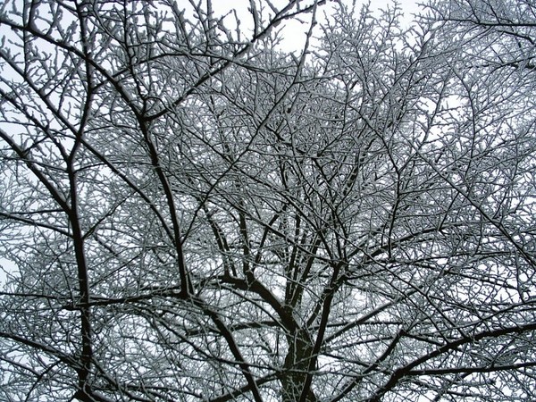 snowed branches