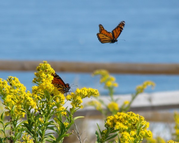 Monarch Butterfly Migration by the sea 5658