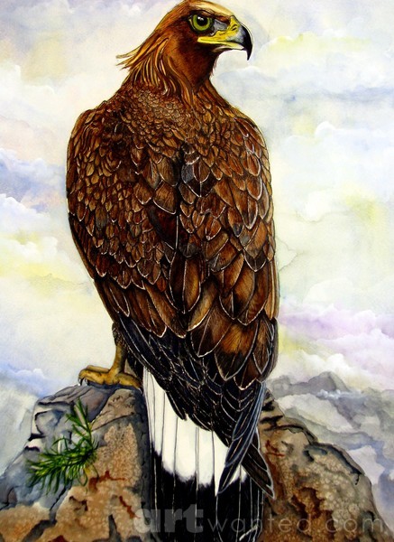 Harris Hawk