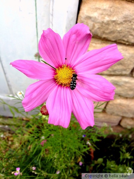 pink cosmos