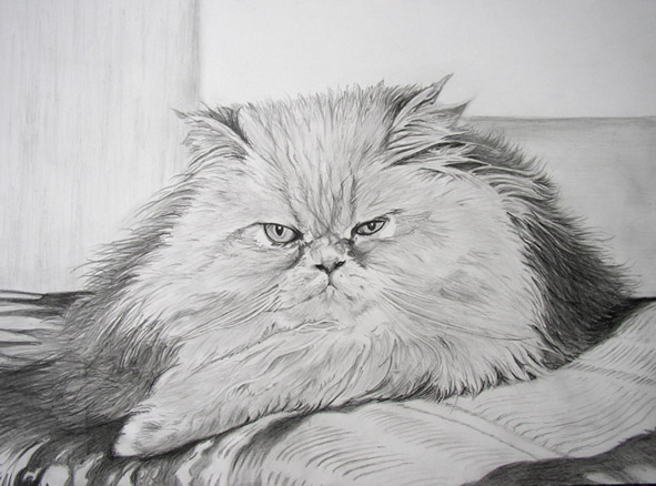 Knoepfchen Persian Cat - Portrait