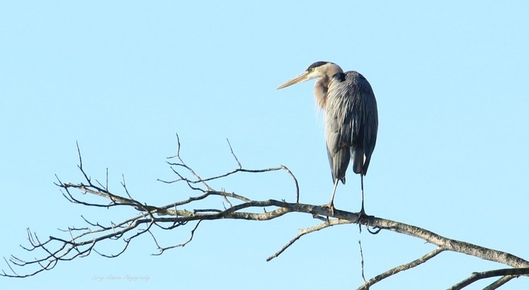 Perched Blue Heron
