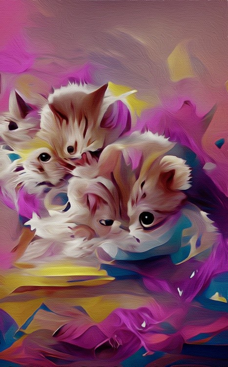 Cute Fluffy Kittens(2)