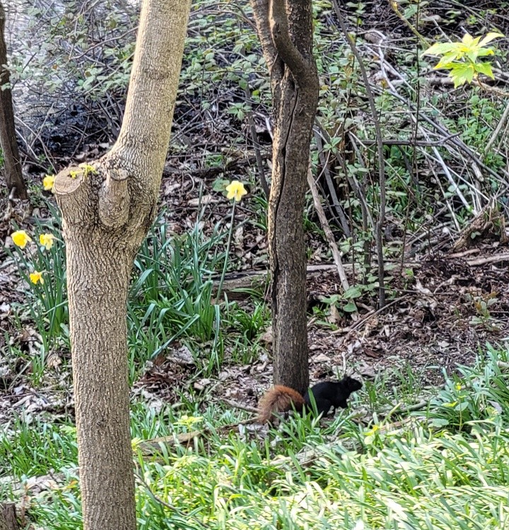 Black Squirrel with ginger tail near the pond