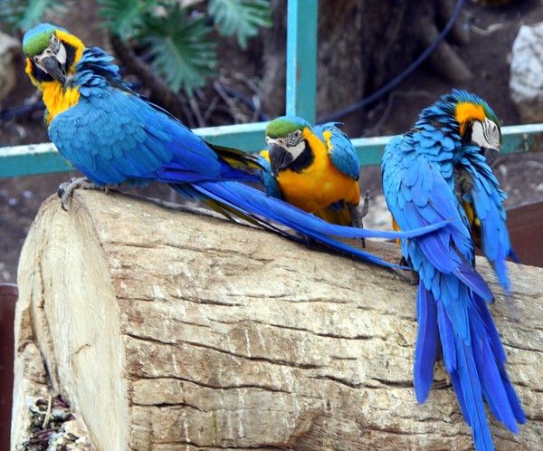 Blue-and-Gold Macaws