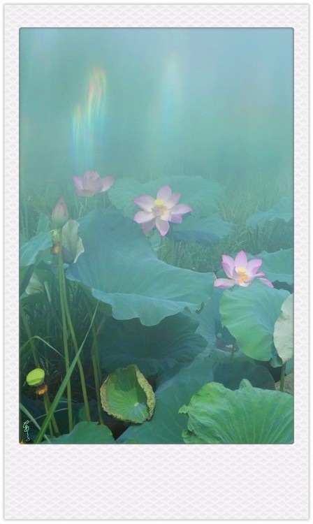 Lotus in Memory