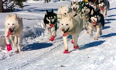 Shawn Sidelinger Iditarod Team