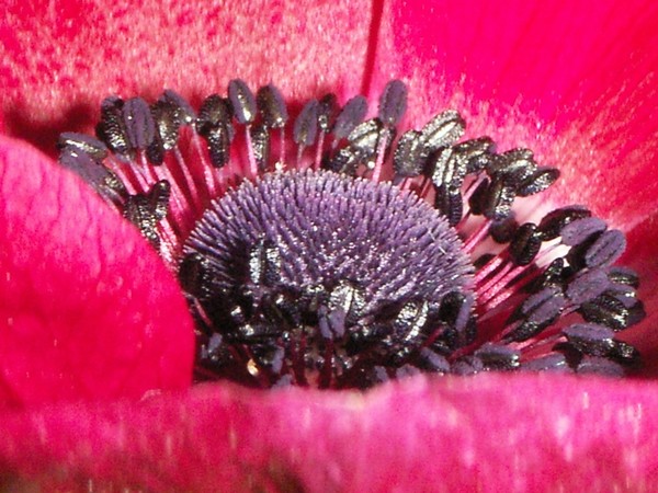 Inside  Red Flower