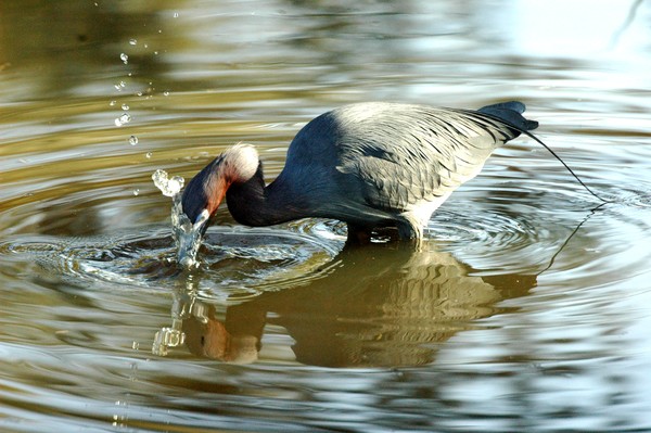 The Catch