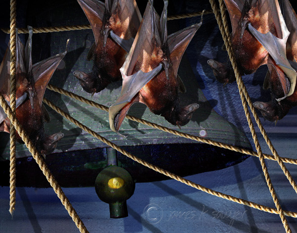 Bats In Your Belfry