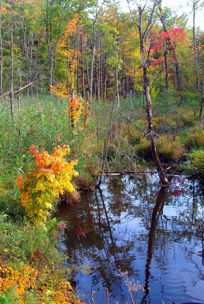 Colors Of An Autumn In A Marsh