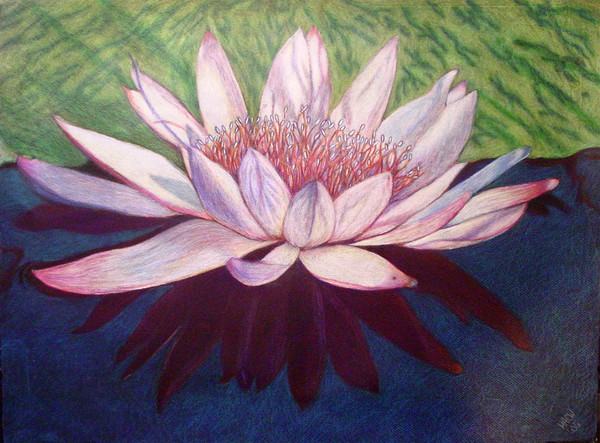 Emily's Waterlilly